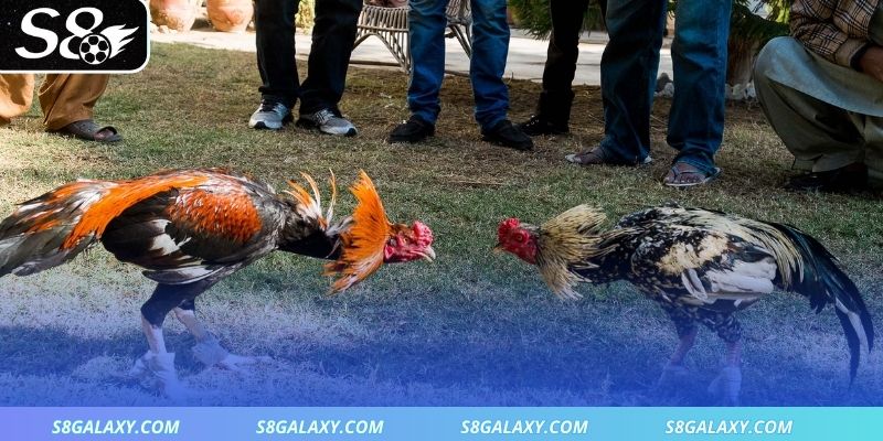 3 kỹ thuật đá gà và bí quyết ra đòn