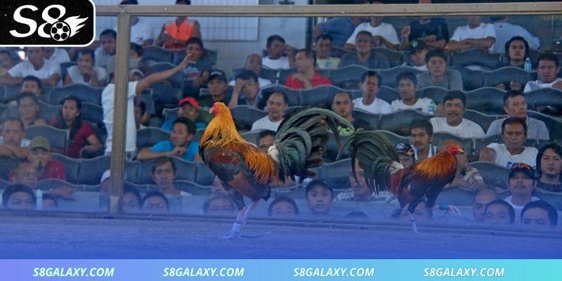 Bí quyết chơi thông minh và hiệu quả cao