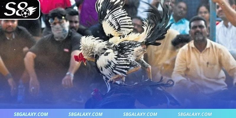 Đá gà cựa dao là gắn lưỡi dao vào cựa