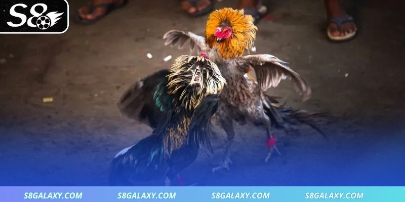 Đôi nét sơ lược về dị tướng linh kê hiếm gặp