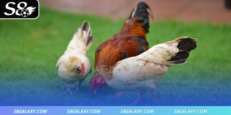 Giữ ánh sáng và nhiệt độ luôn cân bằng