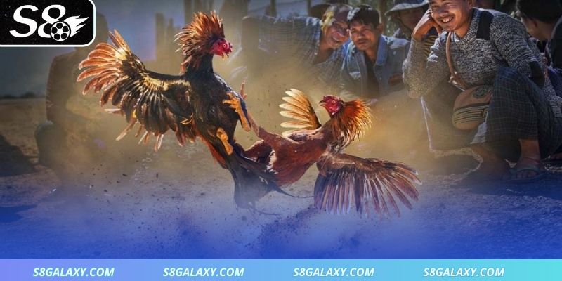 Gợi ý các loại cược đá gà S8 phù hợp cho sư kê