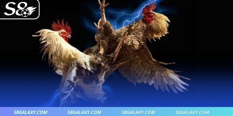 Thông tin tóm tắt về sân chơi đá gà S8