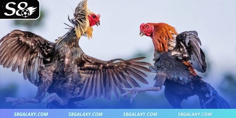 Tổng hợp các thể loại đá gà nổi bật tại S8