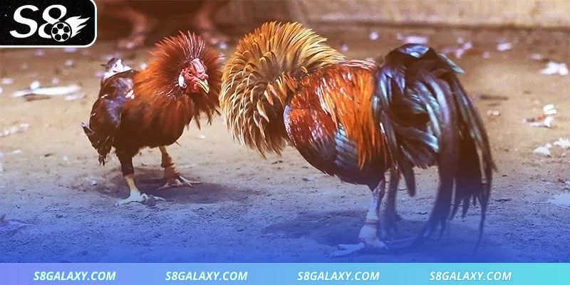 Tổng quan kiến thức nổi bật đá gà Sv388