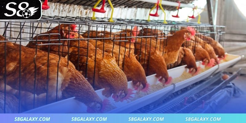 Xây dựng khu chuồng đạt chuẩn an toàn tối ưu